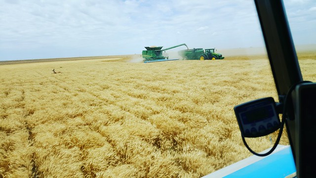 Schemper 2017 - Kansas Wheat Harvest