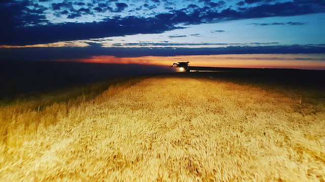 Schemper 2017 - Kansas Wheat Harvest