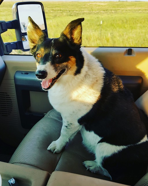 Schemper 2017 - Kansas Wheat Harvest