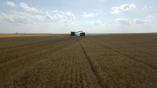 Schemper 2017 - Kansas Wheat Harvest