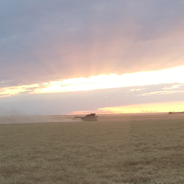 Schemper 2017 - Kansas Wheat Harvest