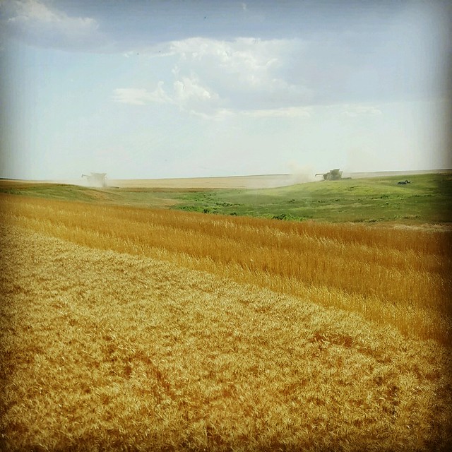 Schemper 2017 - Kansas Wheat Harvest