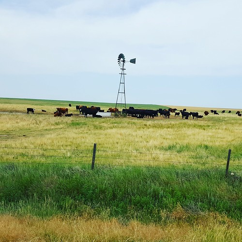 Schemper 2017 - Kansas Wheat Harvest
