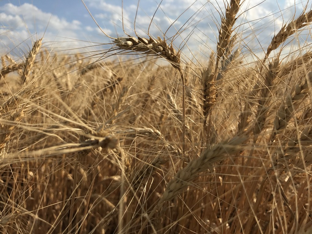 Z Crew: Because it's what harvesters do!