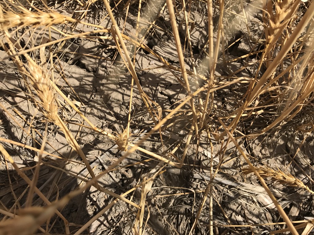 Z Crew: Because it's what harvesters do!