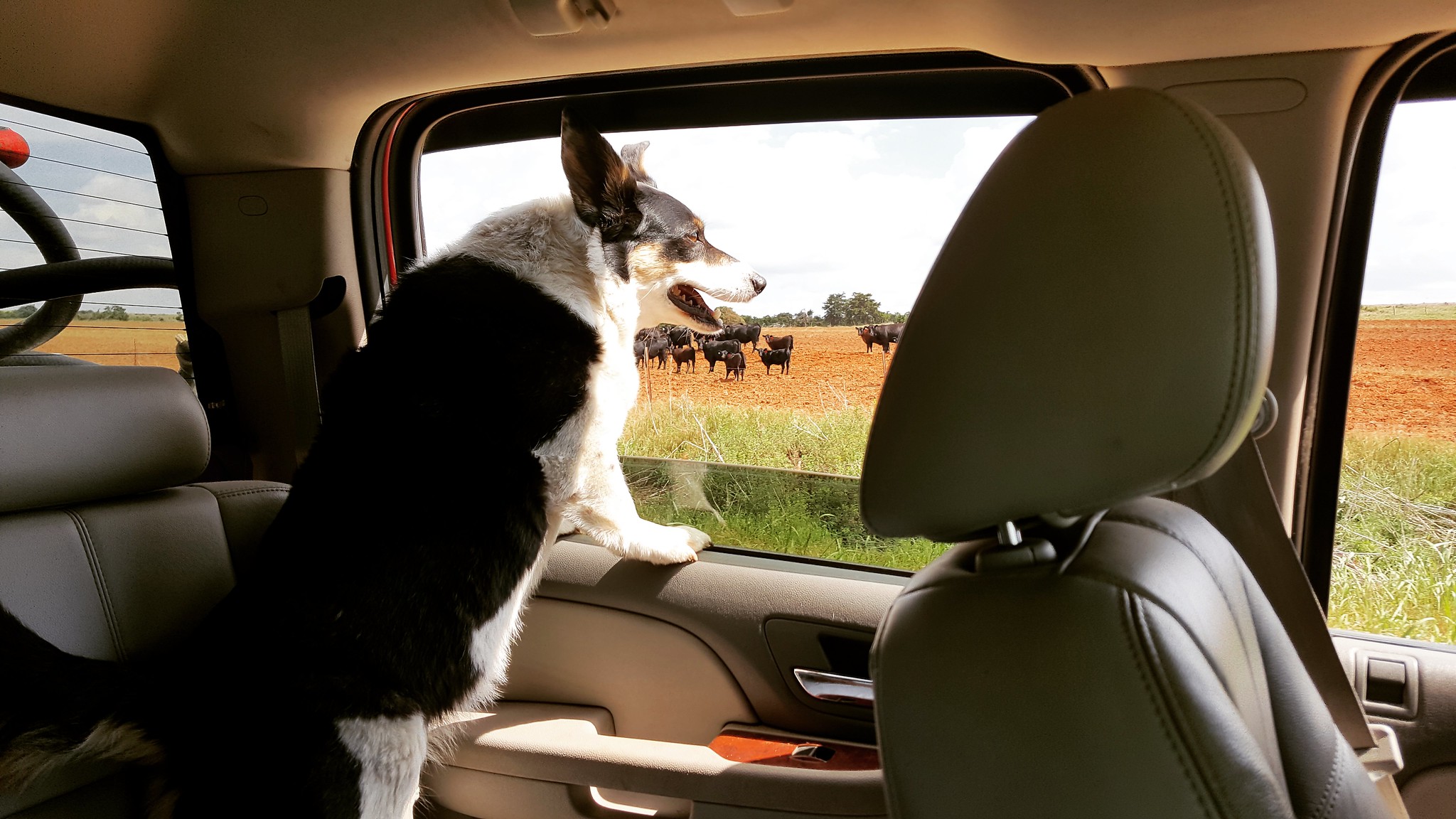 Schemper 2017 - Oklahoma Wheat Harvest