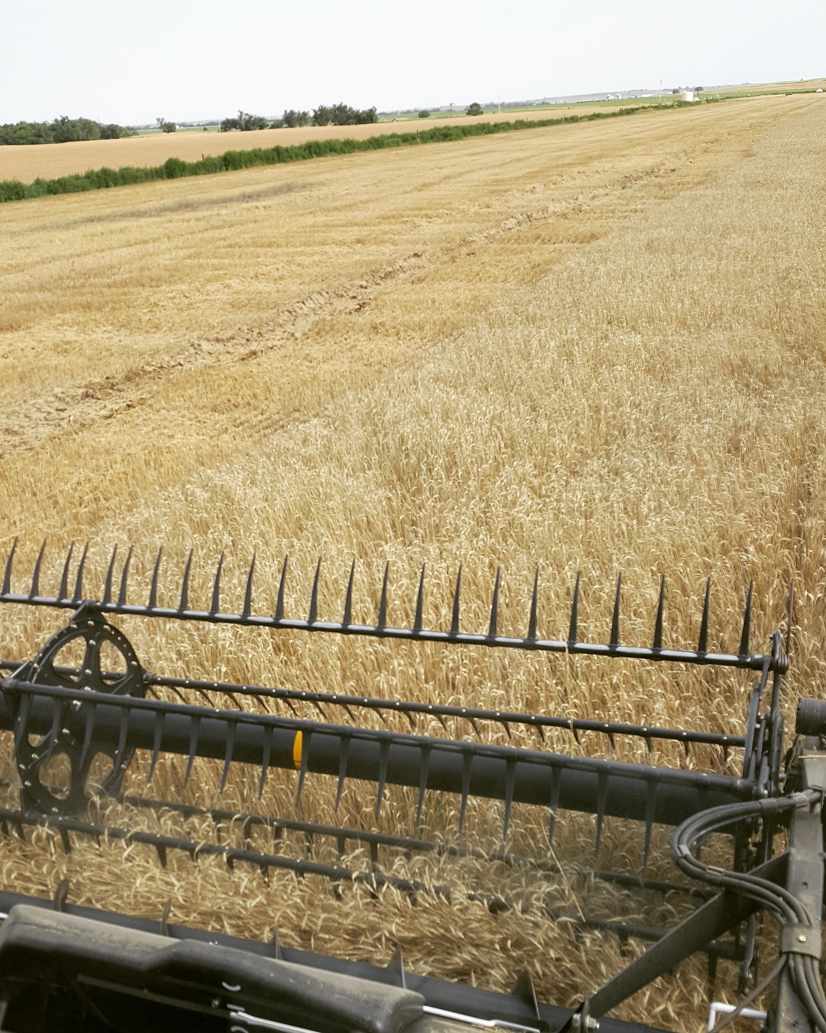 Schemper 2017 - Oklahoma Wheat Harvest