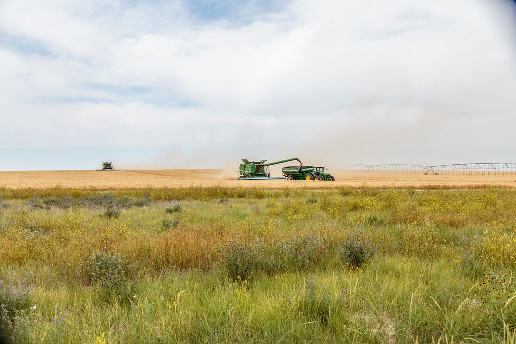 High Plains Harvesting (Laura)