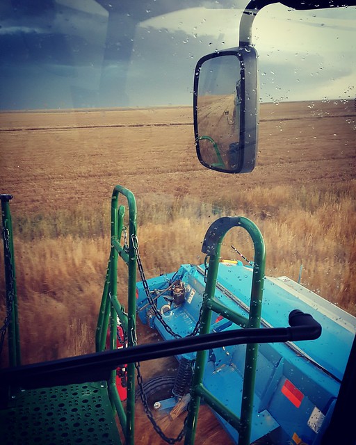 Schemper 2017 - Kansas Wheat Harvest