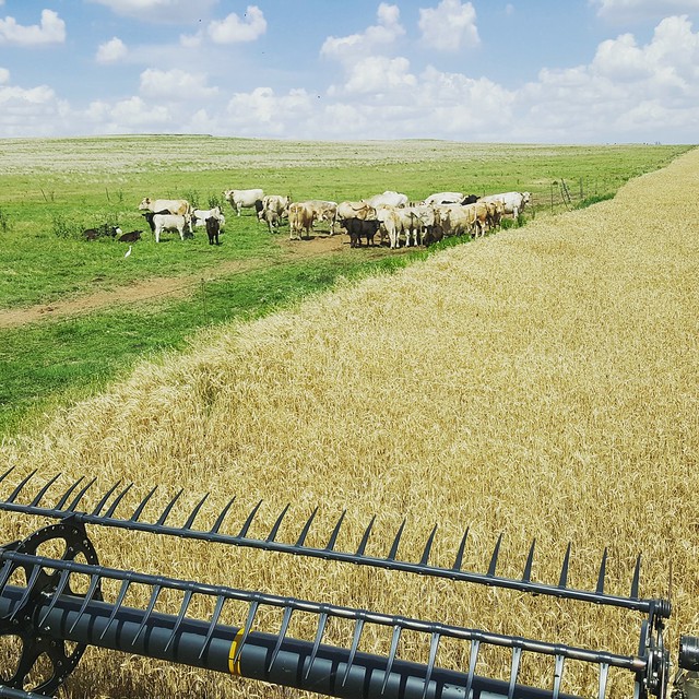 Schemper 2017 - Oklahoma Wheat Harvest