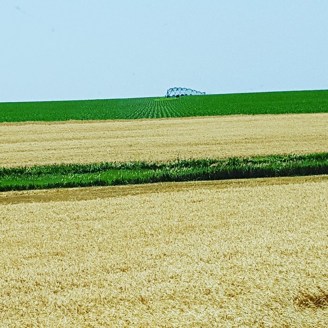 Schemper 2017 - Kansas Wheat Harvest