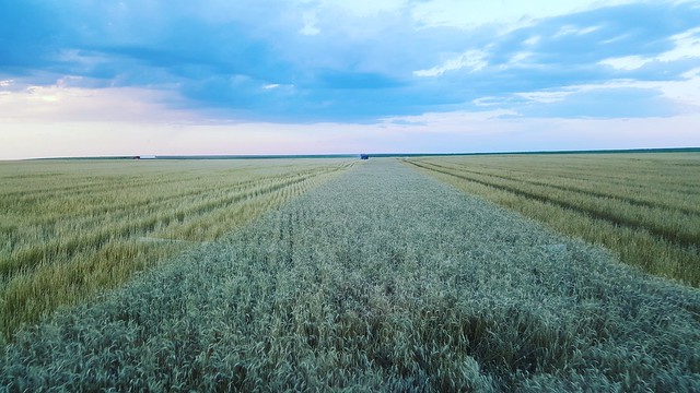 Schemper 2017 - Kansas Wheat Harvest