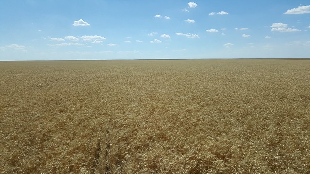 Schemper 2017 - Kansas Wheat Harvest