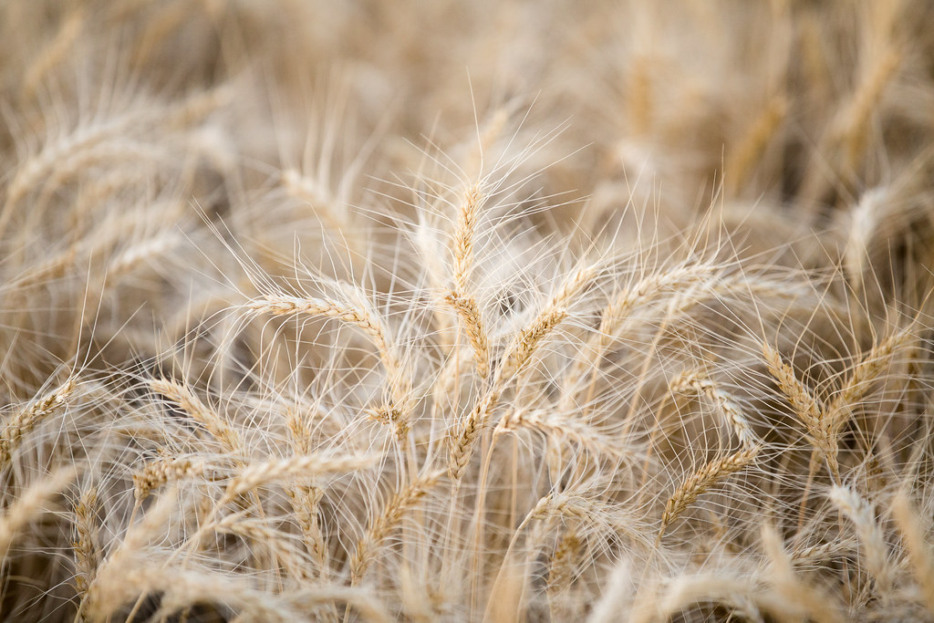 High Plains Harvesting (2017-Laura)