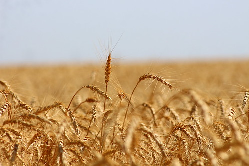 Kansas wheat is always so pretty.