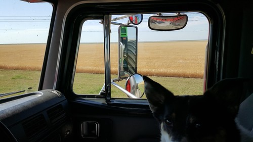 Schemper 2017 - South Dakota Wheat Harvest
