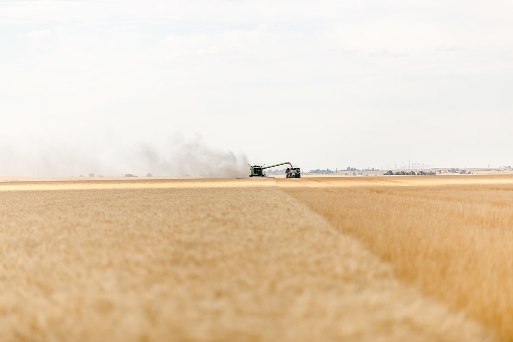 High Plains Harvesting (2017-Laura)