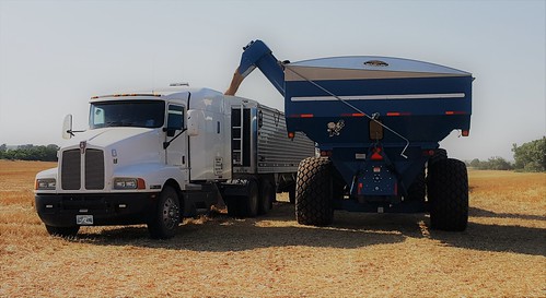 Unloading the grain cart