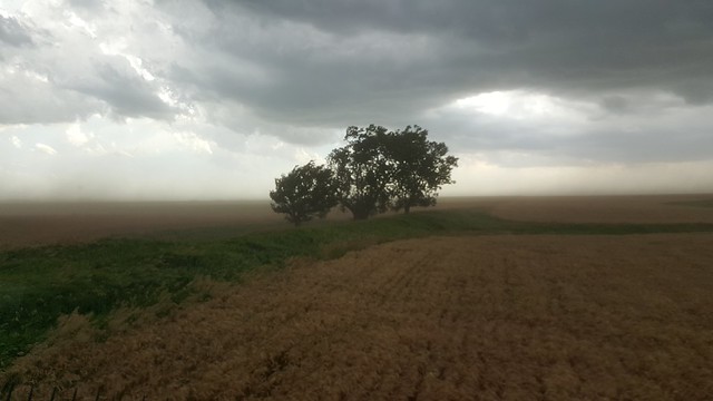 Schemper 2017 - Kansas Wheat Harvest