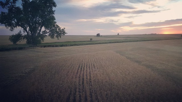 Schemper 2017 - Kansas Wheat Harvest
