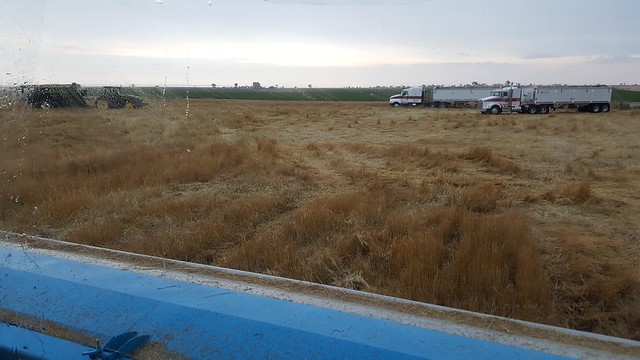 Schemper 2017 - Kansas Wheat Harvest