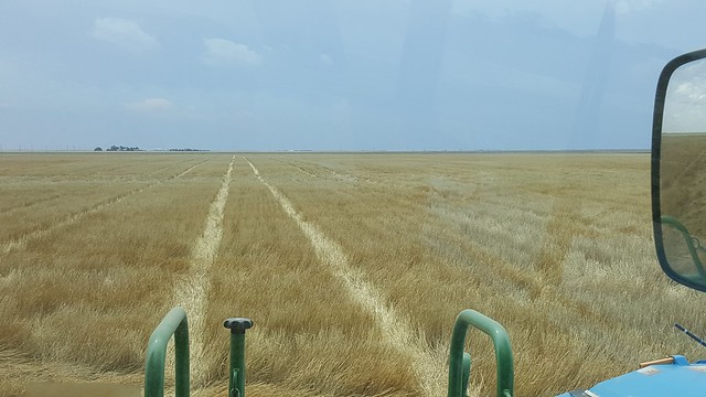 Schemper 2017 - Kansas Wheat Harvest