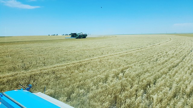 Schemper 2017 - Kansas Wheat Harvest