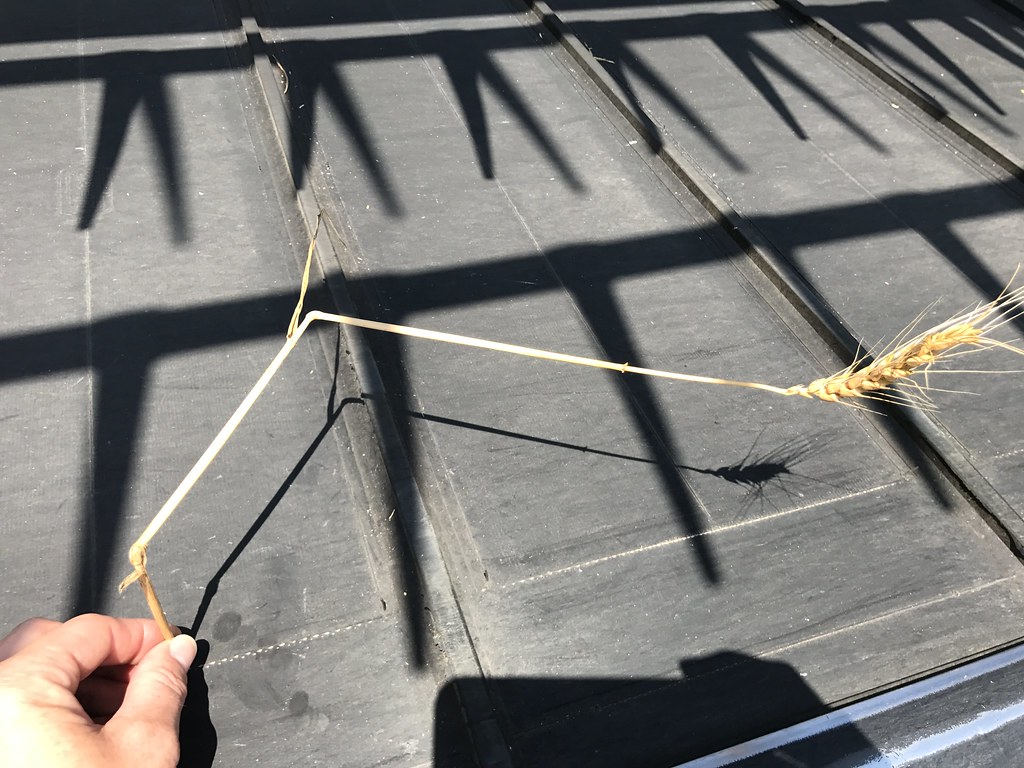 Z Crew: Because it's what harvesters do!