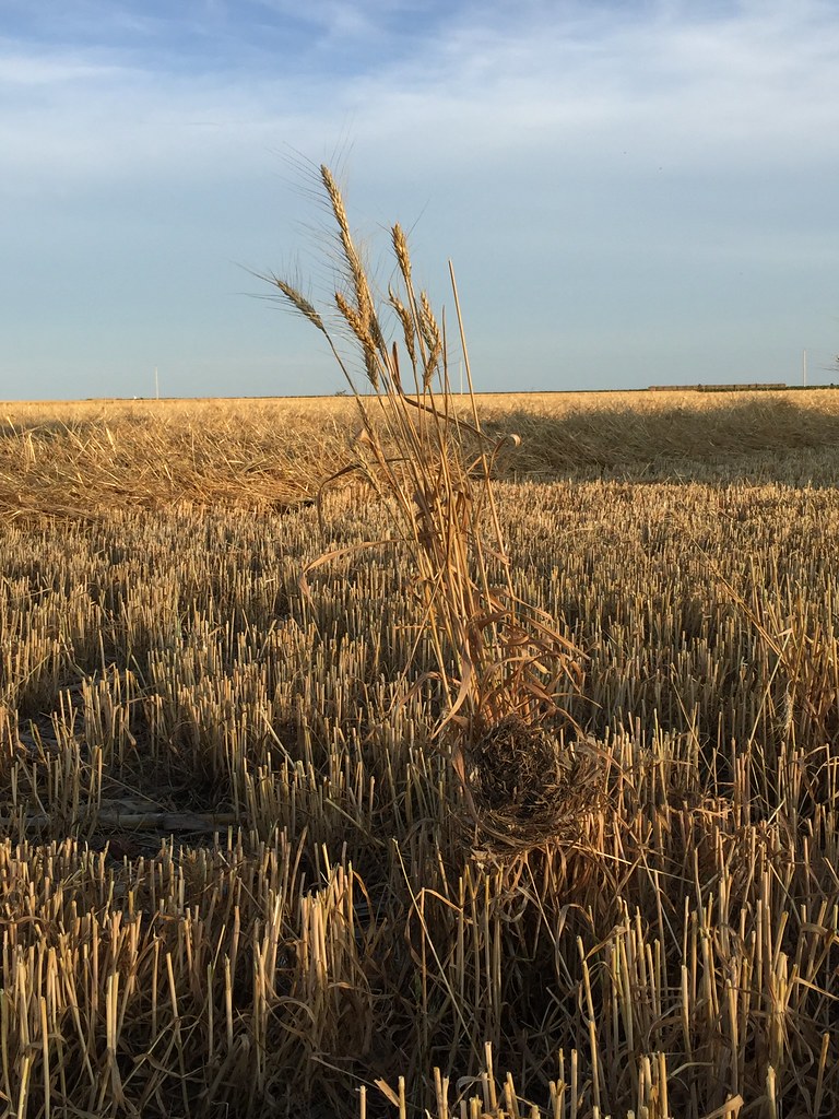 Z Crew: Because it's what harvesters do!