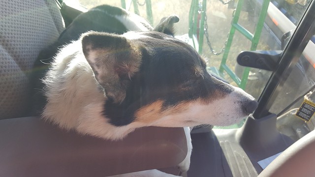 Schemper 2017 - Kansas Wheat Harvest