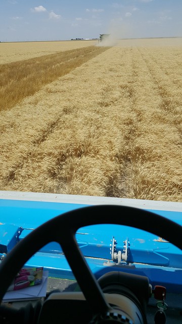 Schemper 2017 - Kansas Wheat Harvest