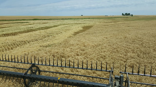 Schemper 2017 - Kansas Wheat Harvest