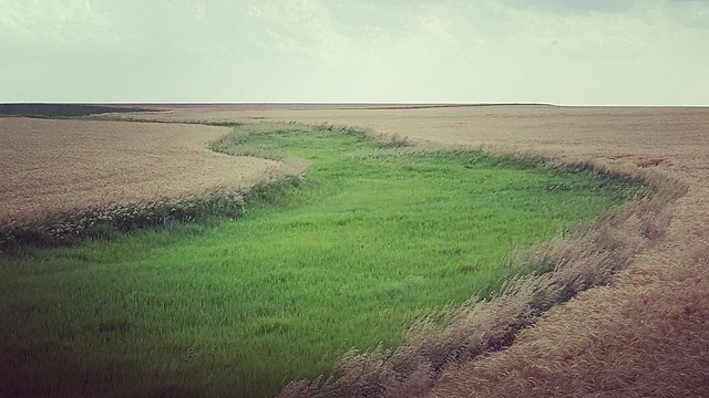 Schemper 2017 - Kansas Wheat Harvest