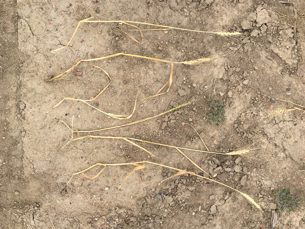 High Plains Harvesting 2017 (Laura)