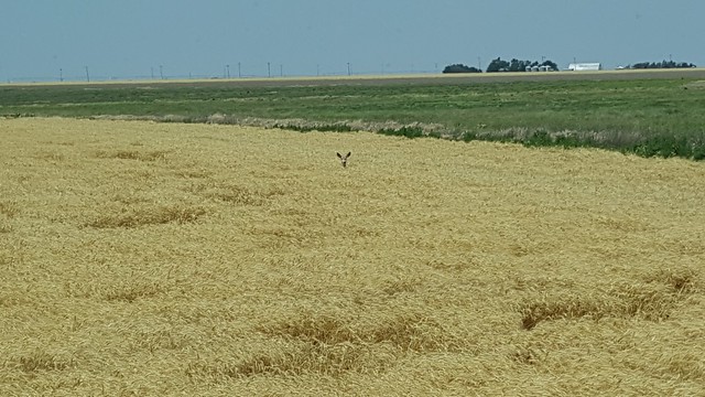 Schemper 2017 - Kansas Wheat Harvest
