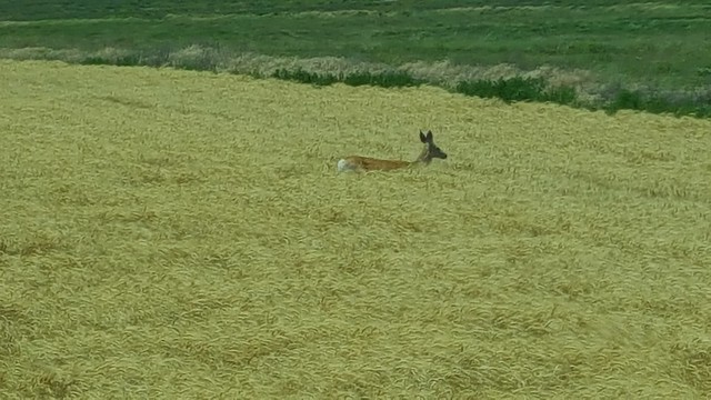 Schemper 2017 - Kansas Wheat Harvest