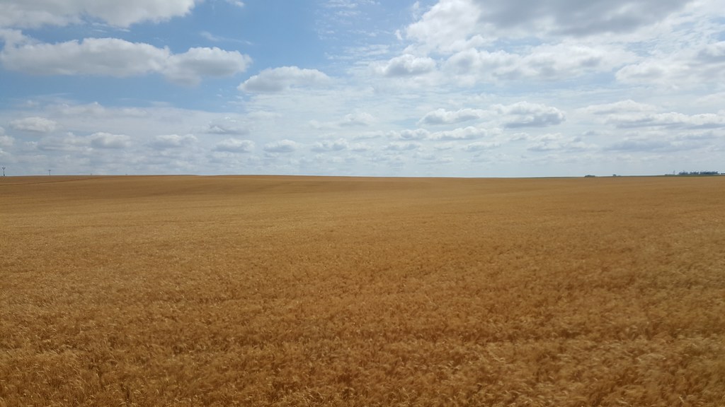 Schemper 2017 - South Dakota Wheat Harvest