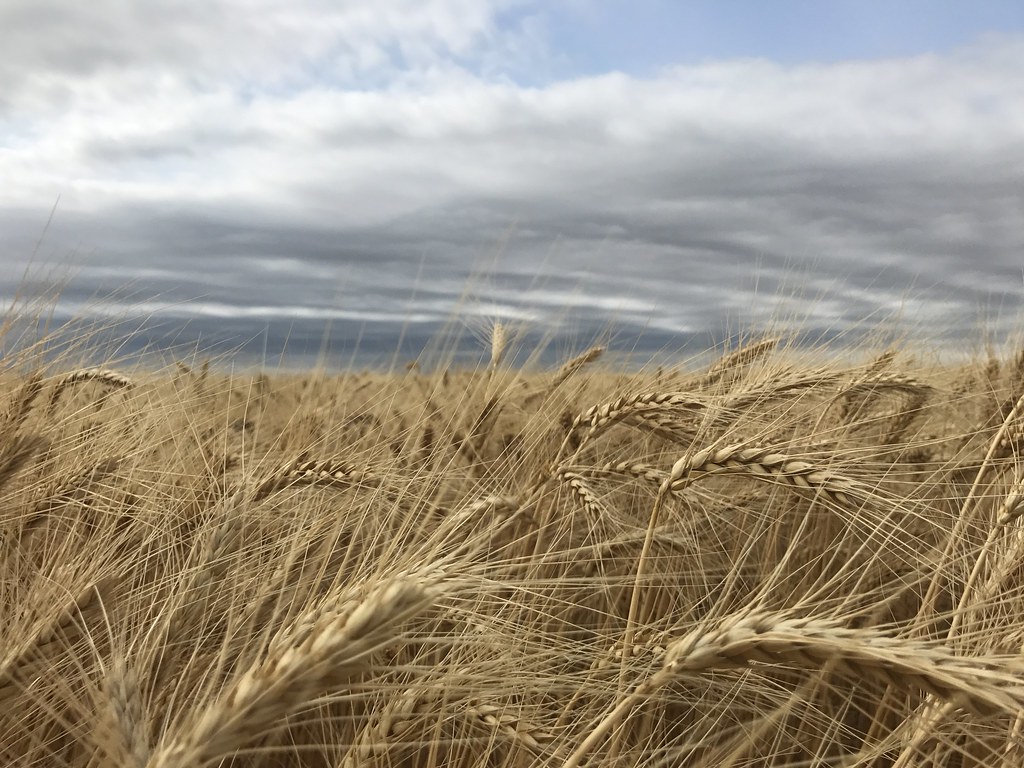 Z Crew: Because it's what harvesters do!