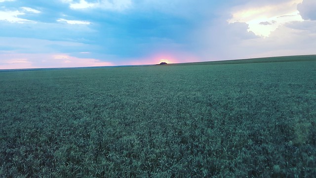 Schemper 2017 - Kansas Wheat Harvest