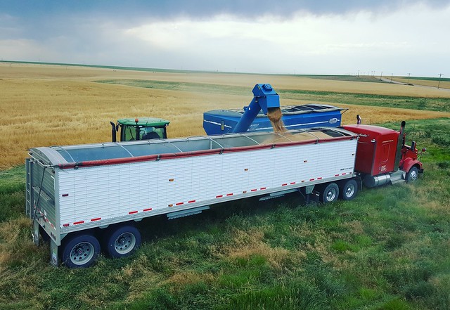 Schemper 2017 - Colorado Wheat Harvest