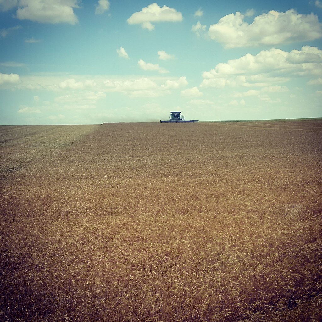 Schemper 2017 - South Dakota Wheat Harvest