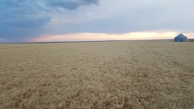 Schemper 2017 - Kansas Wheat Harvest