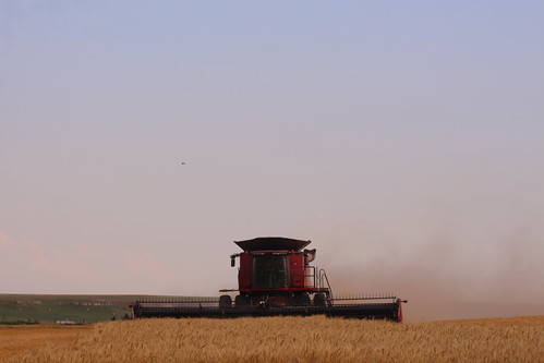 Last field of Dodge harvest.
