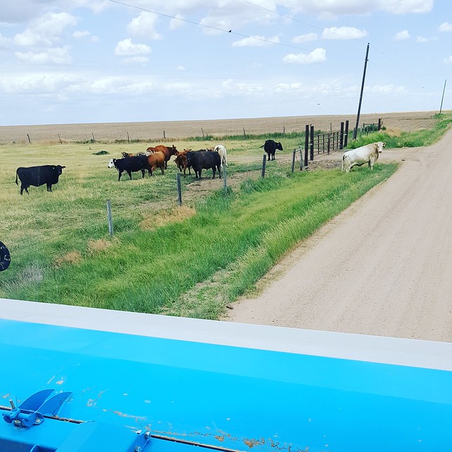 Schemper 2017 - Kansas Wheat Harvest