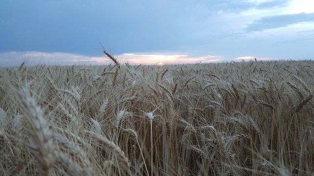 Schemper 2017 - Kansas Wheat Harvest