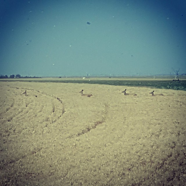 Schemper 2017 - Kansas Wheat Harvest