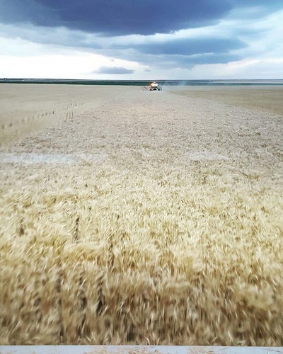 Schemper 2017 - Kansas Wheat Harvest