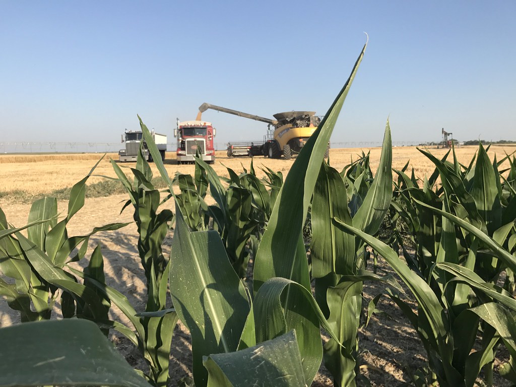 Z Crew: Because it's what harvesters do!