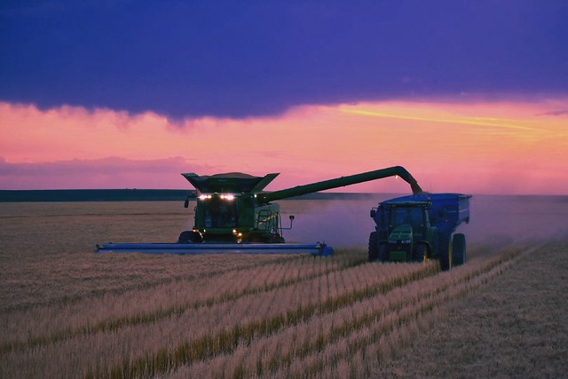 Schemper 2017 - Kansas Wheat Harvest