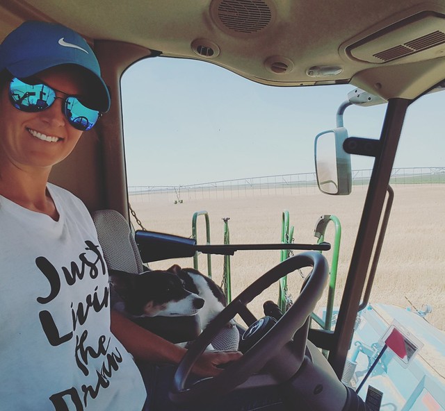 Schemper 2017 - Kansas Wheat Harvest